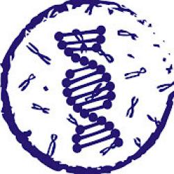 KARYOTYPE