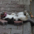texcat66