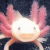 muette